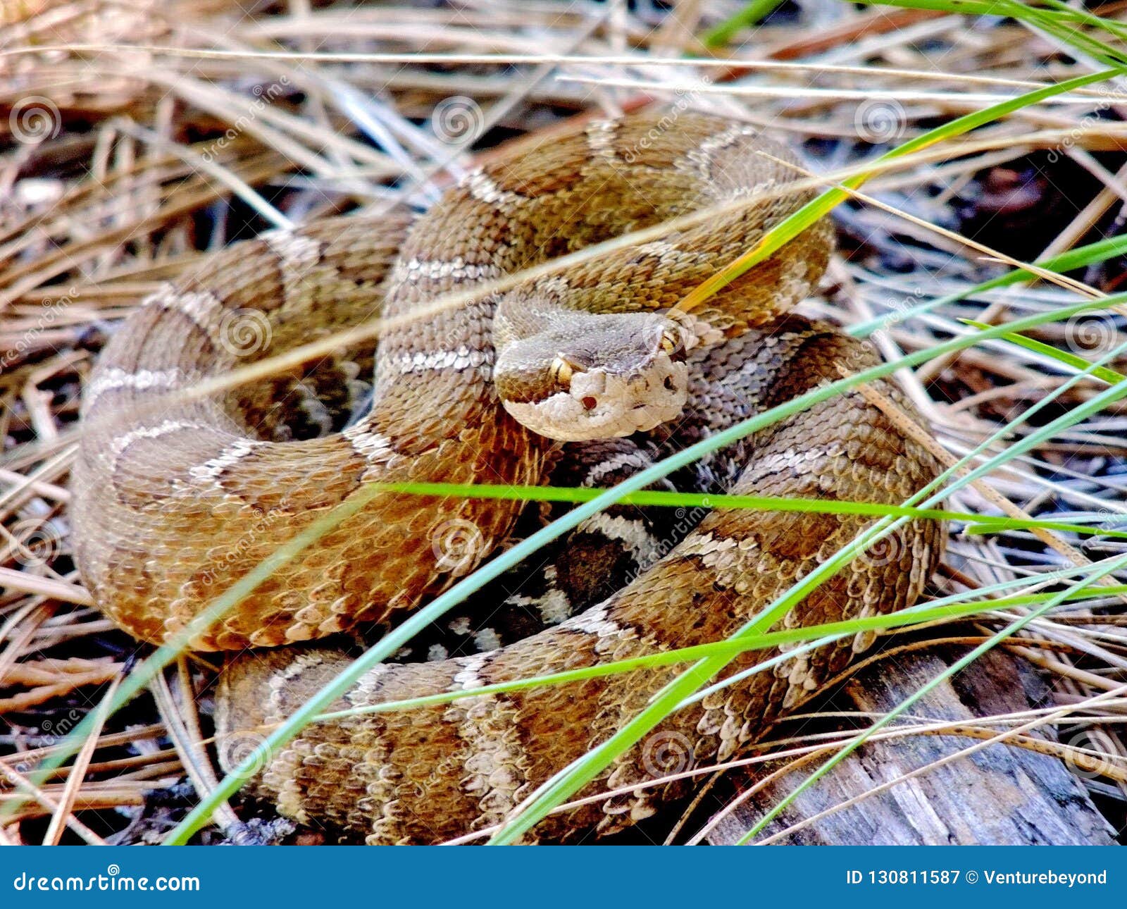 coiled northern pacific rattlesnake, castella, california, usa